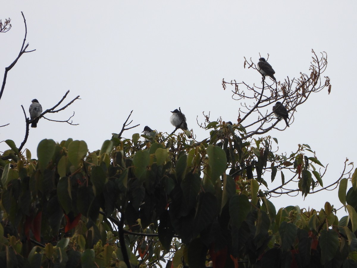 Eastern Kingbird - ML642611024