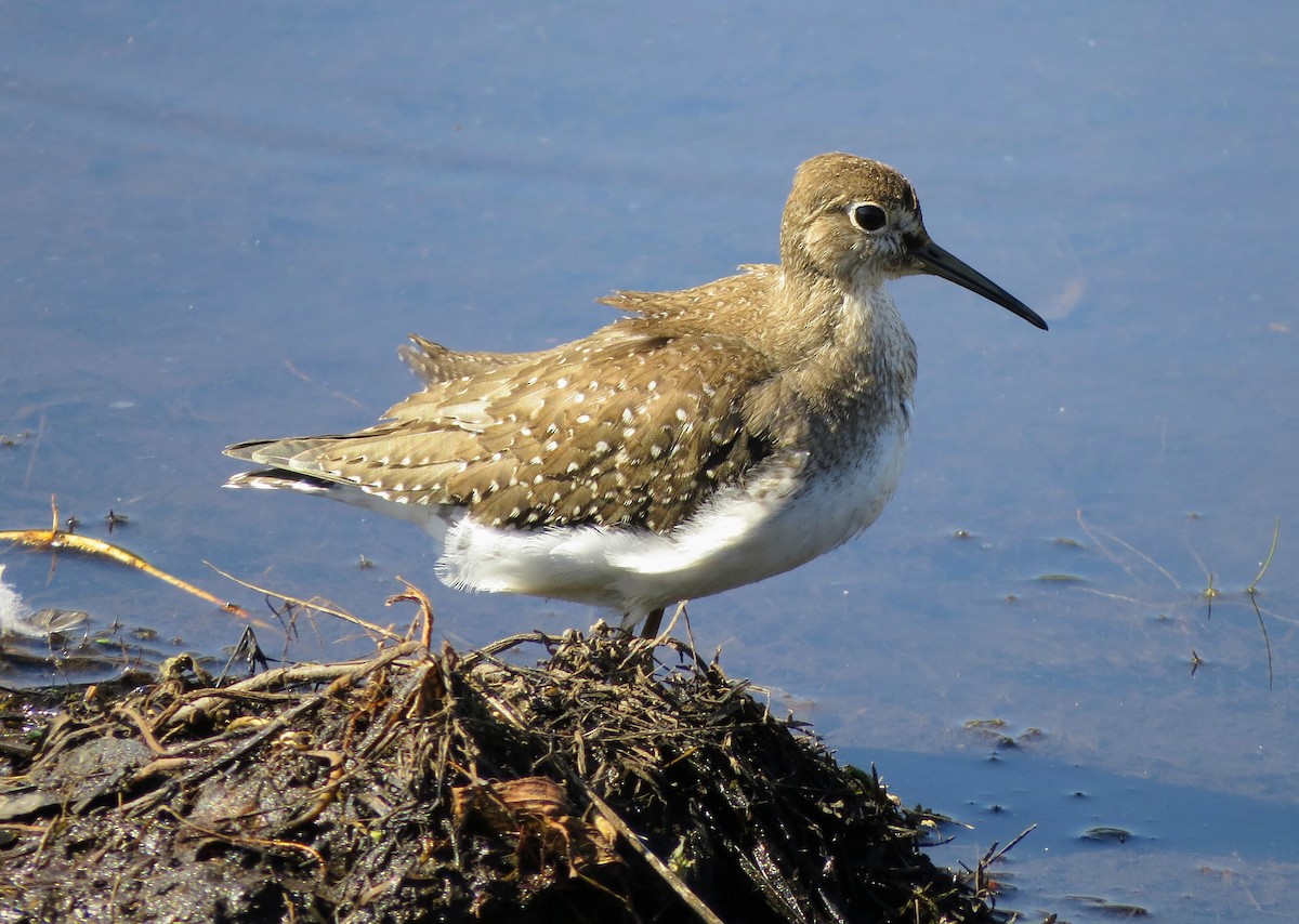 Solitary Sandpiper - ML642611028