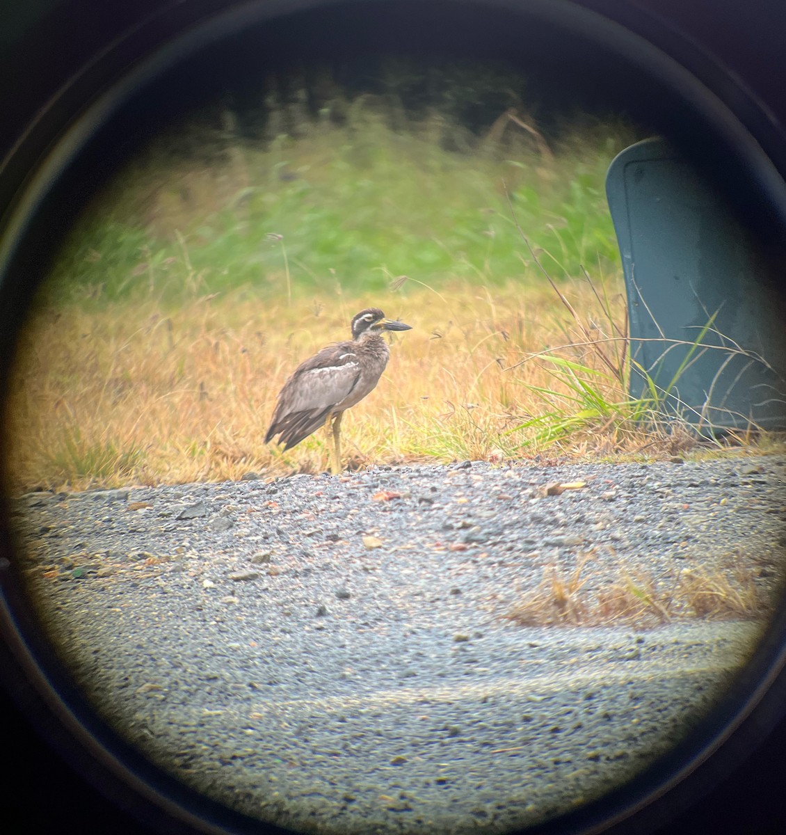 Beach Thick-knee - ML642611032
