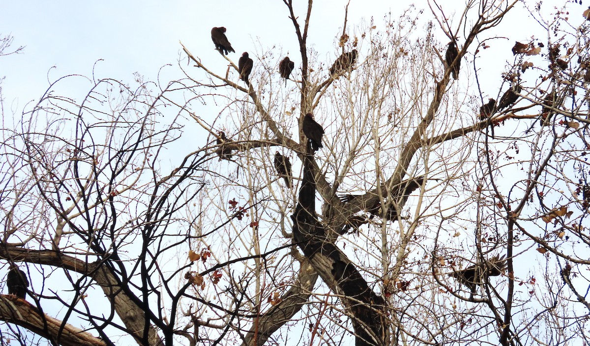 Turkey Vulture - ML642611034