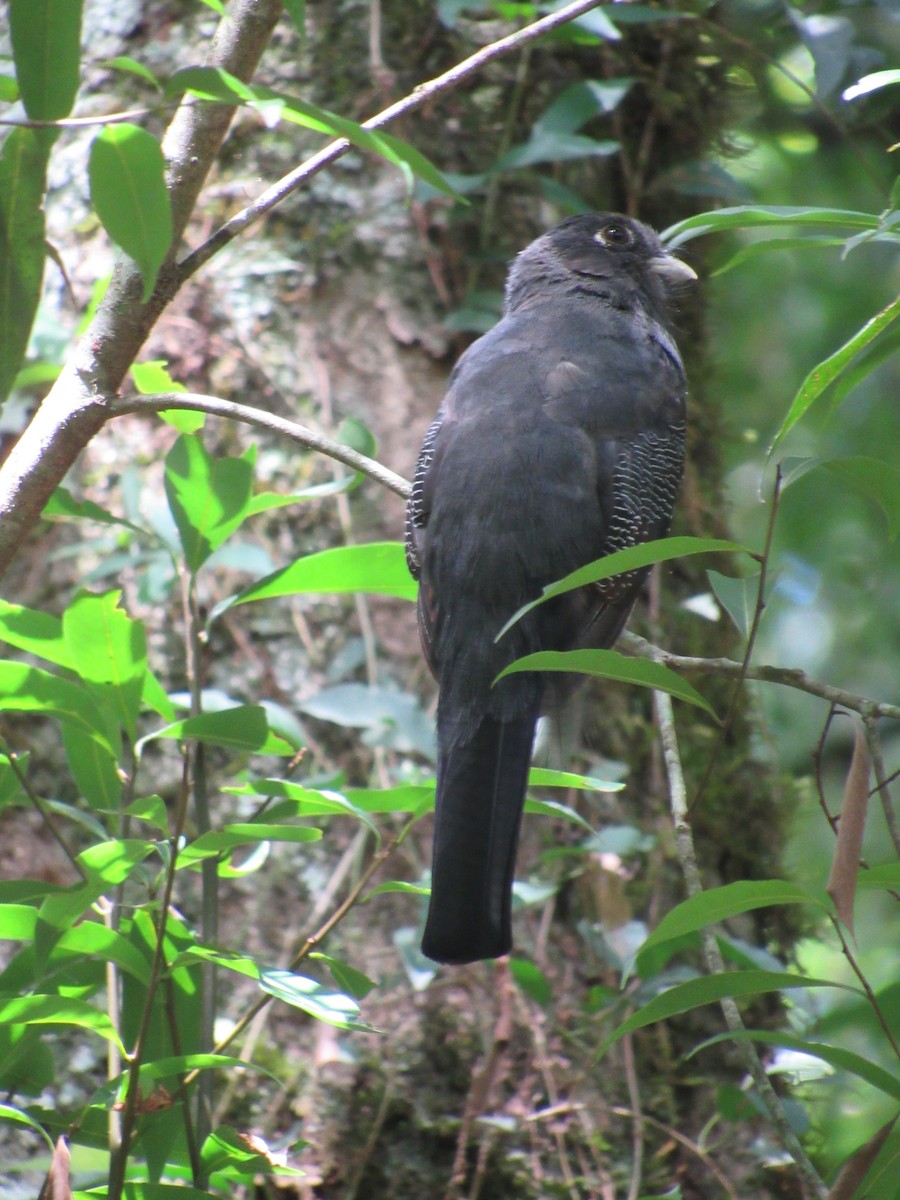Surucua Trogon (Red-bellied) - ML642611036