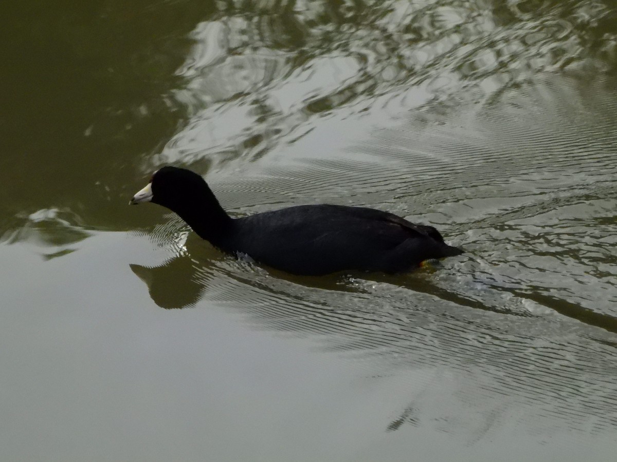 American Coot - ML642611046