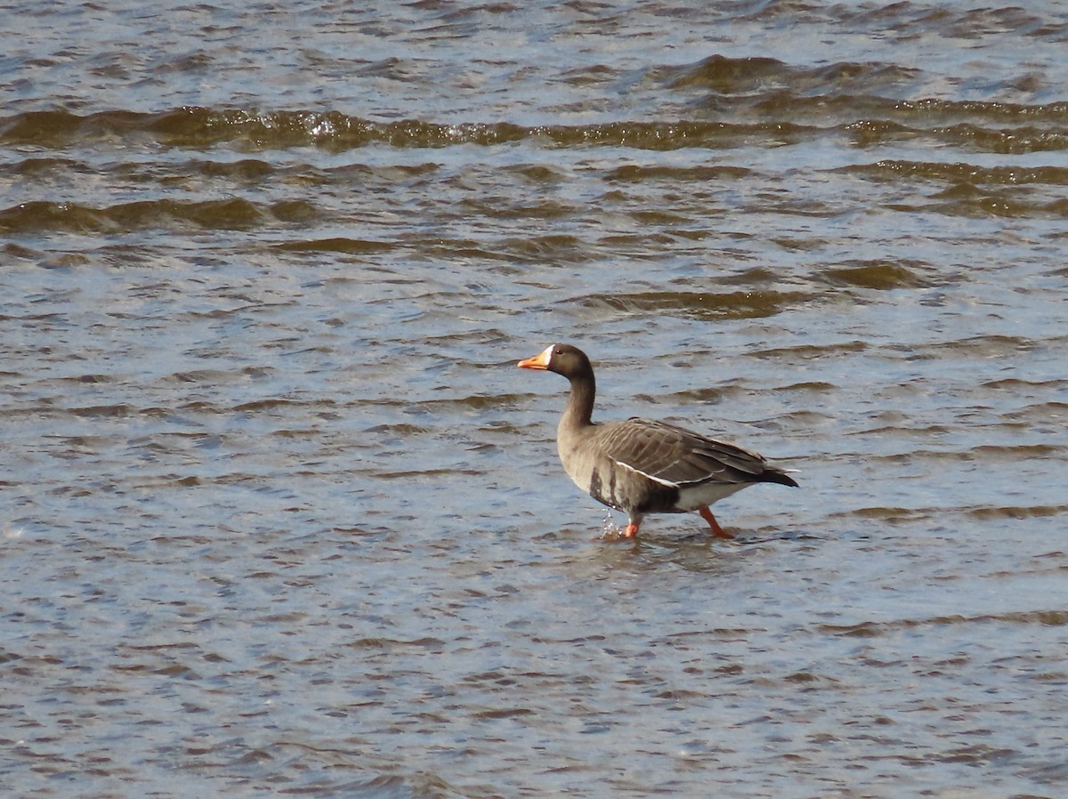 Oie rieuse - ML642611069