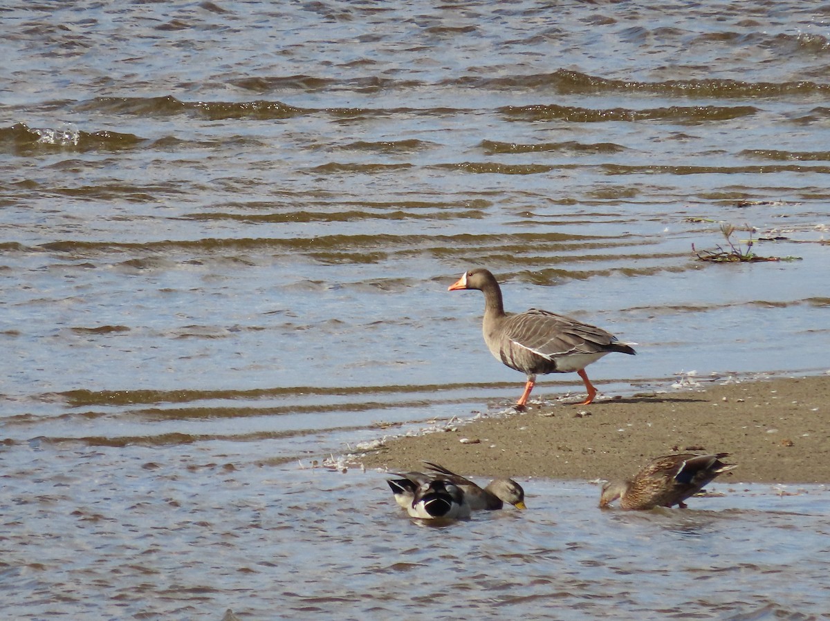 Oie rieuse - ML642611070