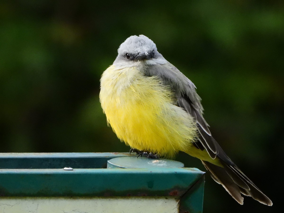 Tropical Kingbird - ML642611073