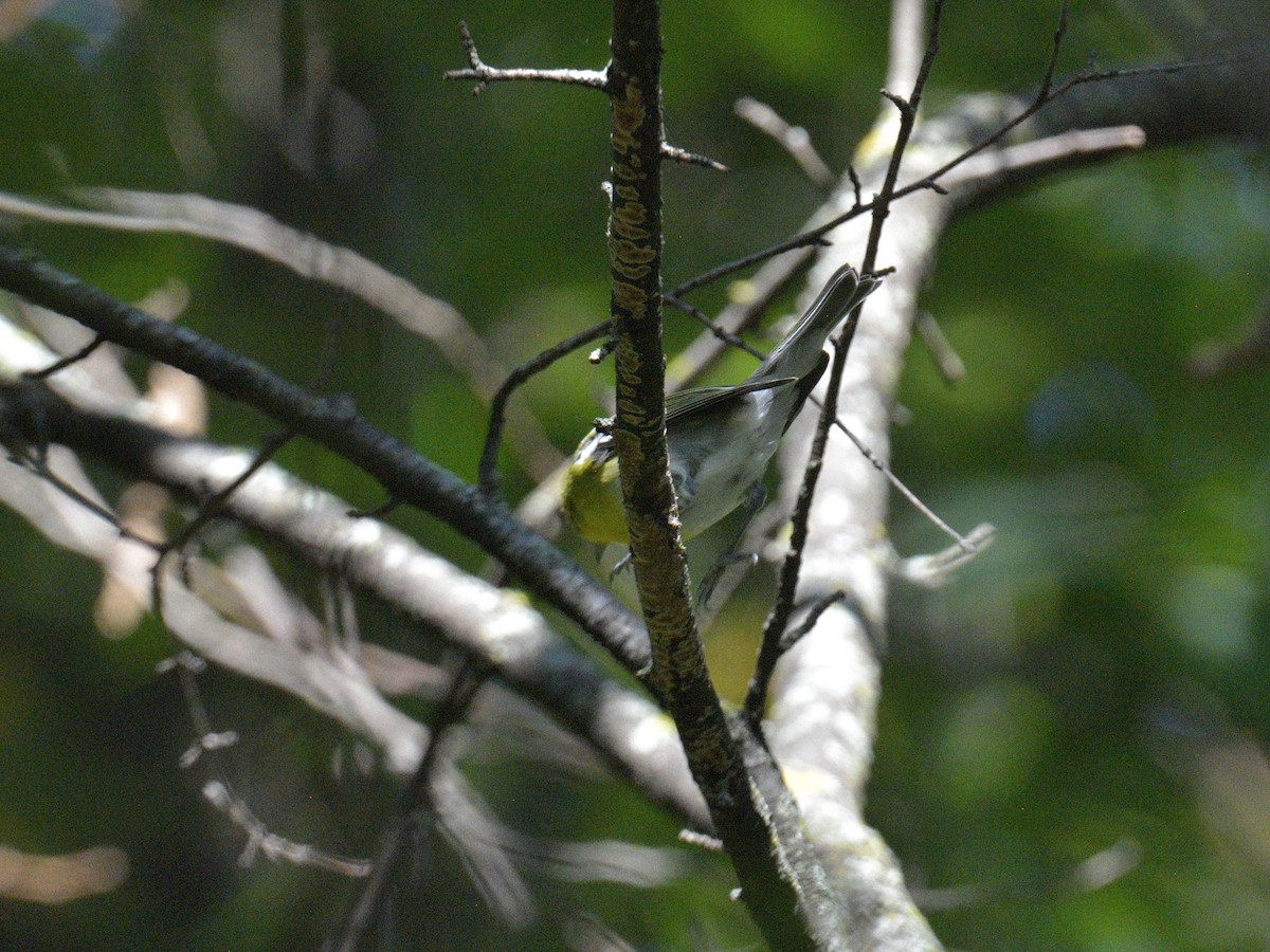 Yellow-throated Vireo - ML642611087