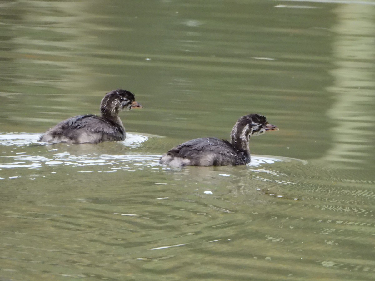 Pied-billed Grebe - ML642611093