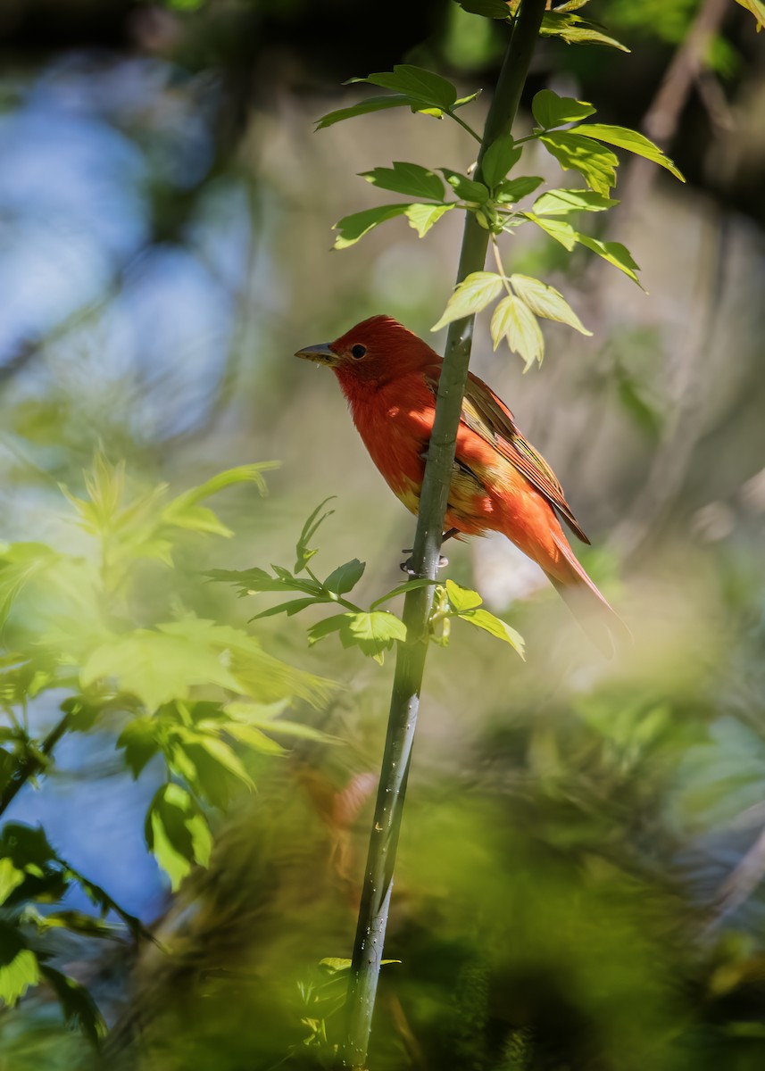 Summer Tanager - ML642611106