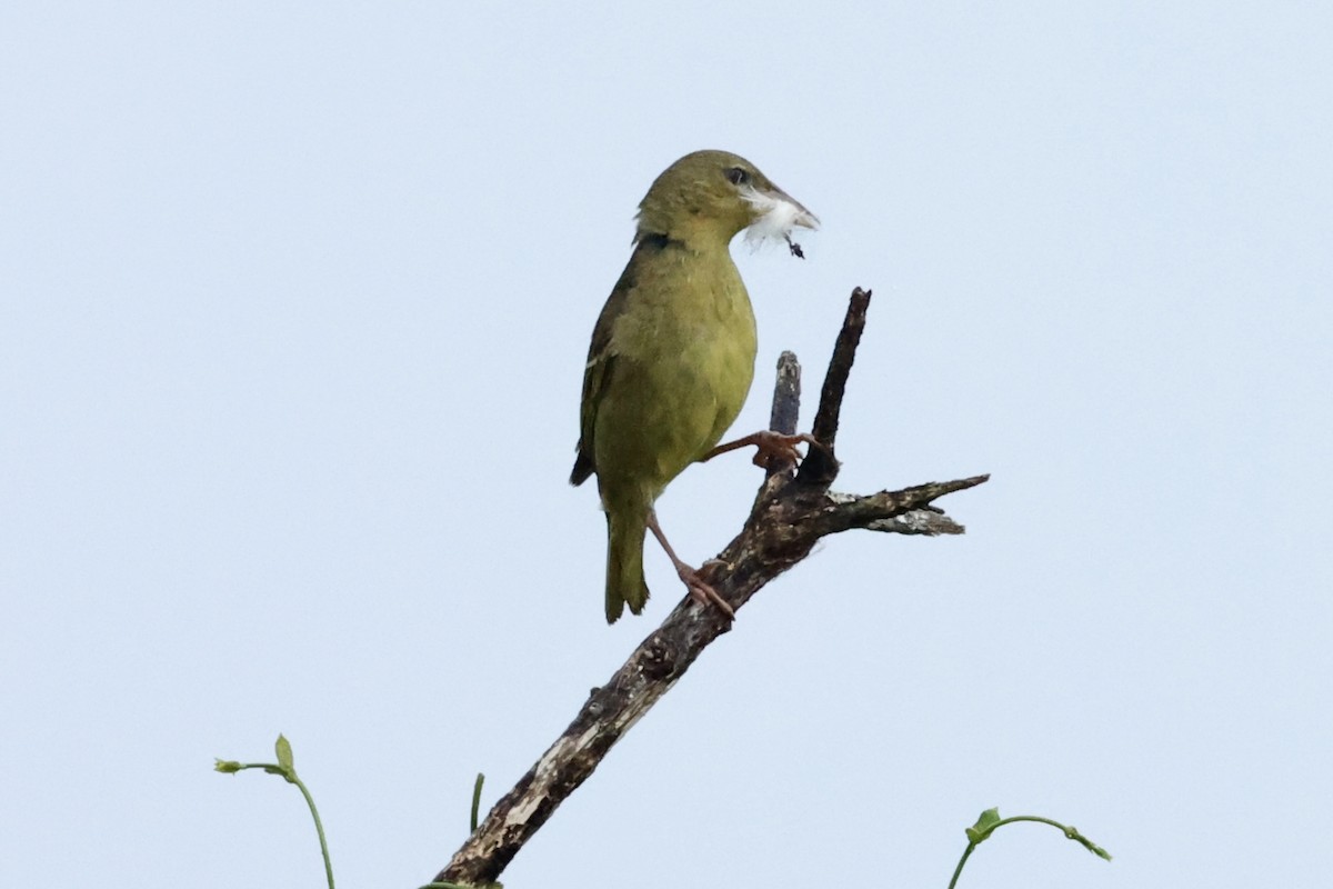Cape Weaver - ML642611112