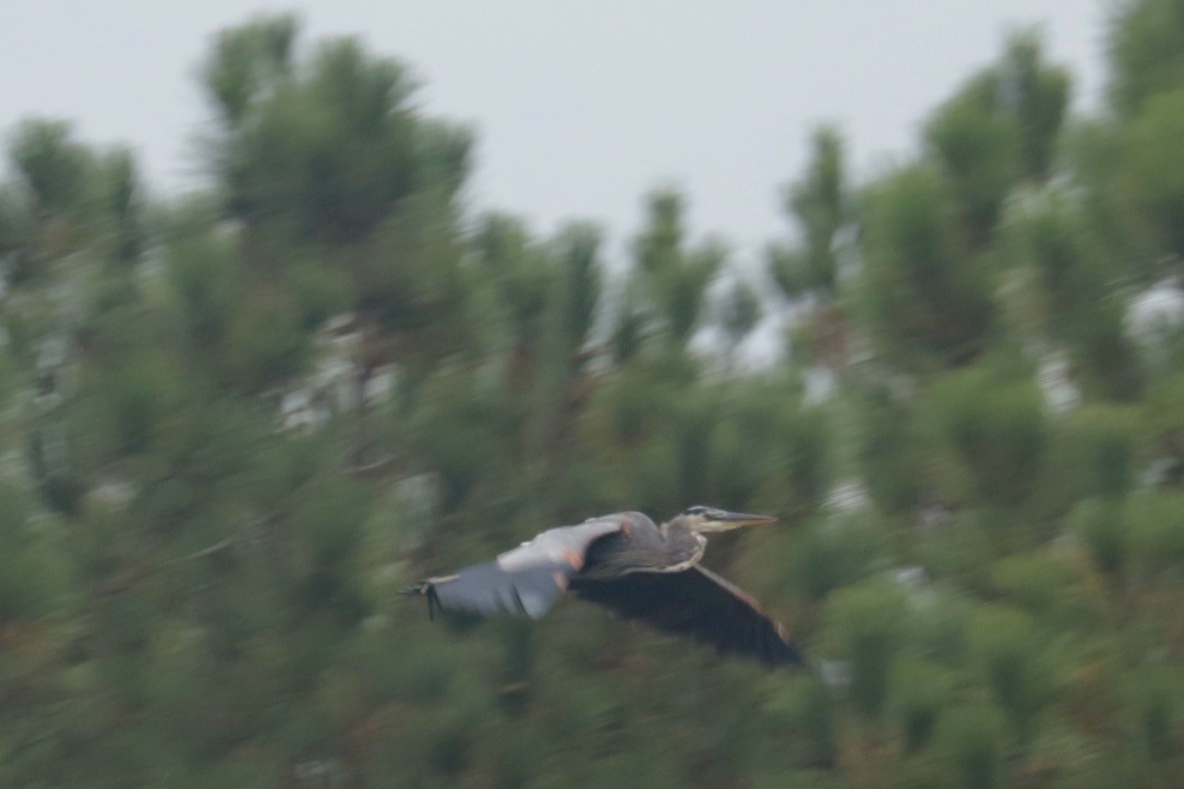 Great Blue Heron - ML642611113