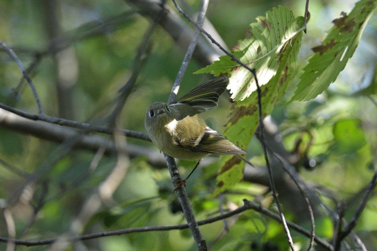Ruby-crowned Kinglet - ML642611120