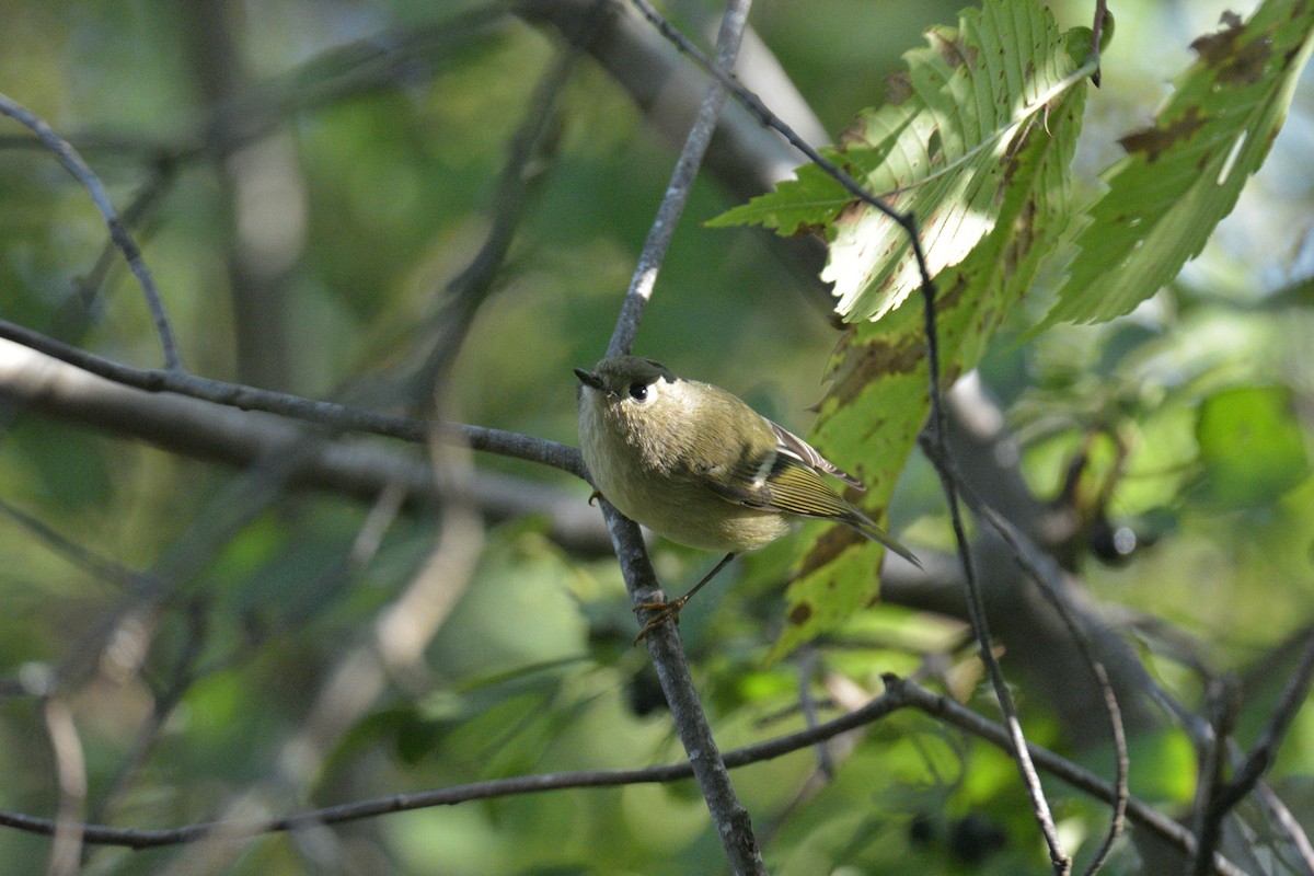 Ruby-crowned Kinglet - ML642611124