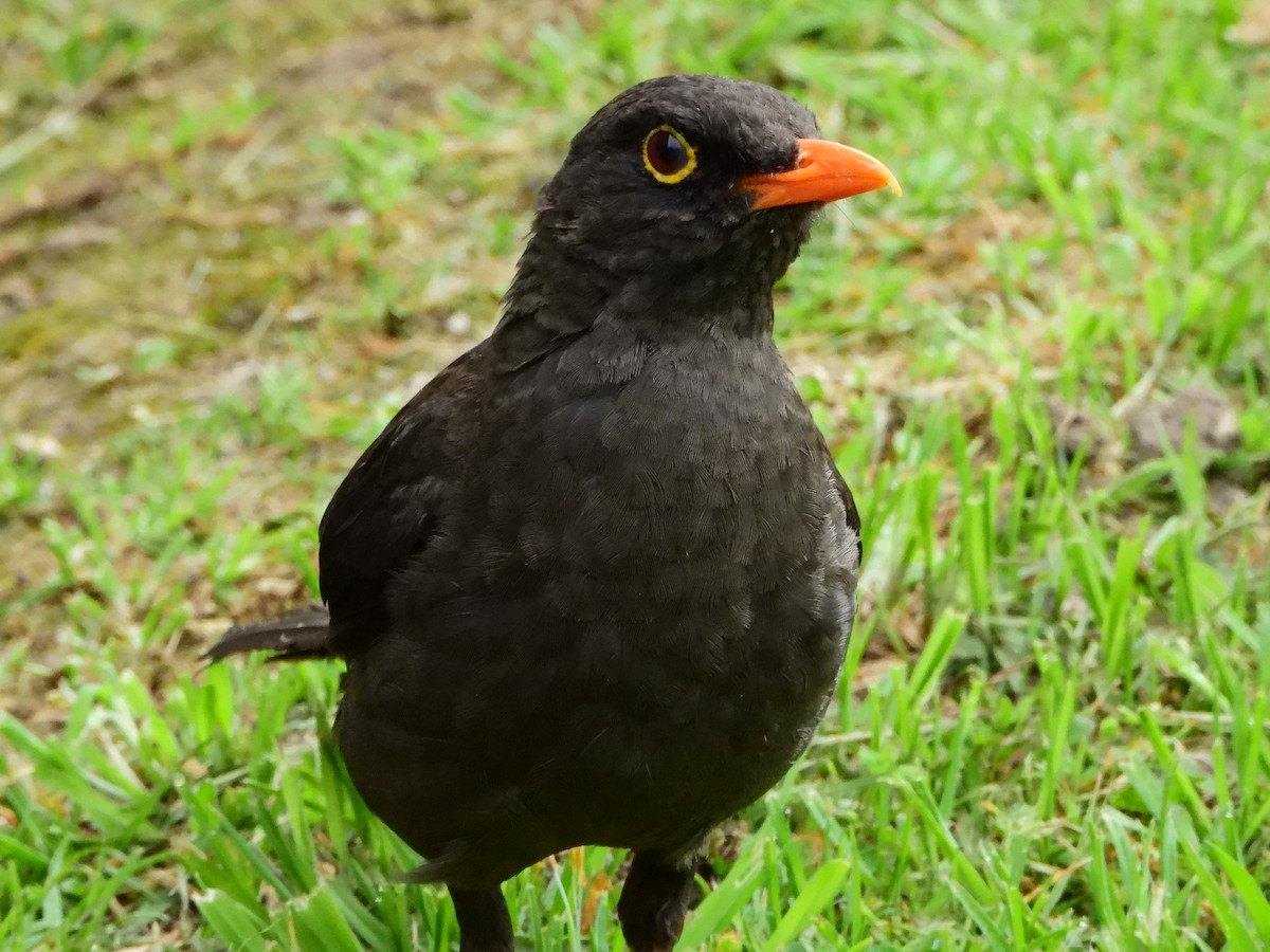 Great Thrush - ML642611125