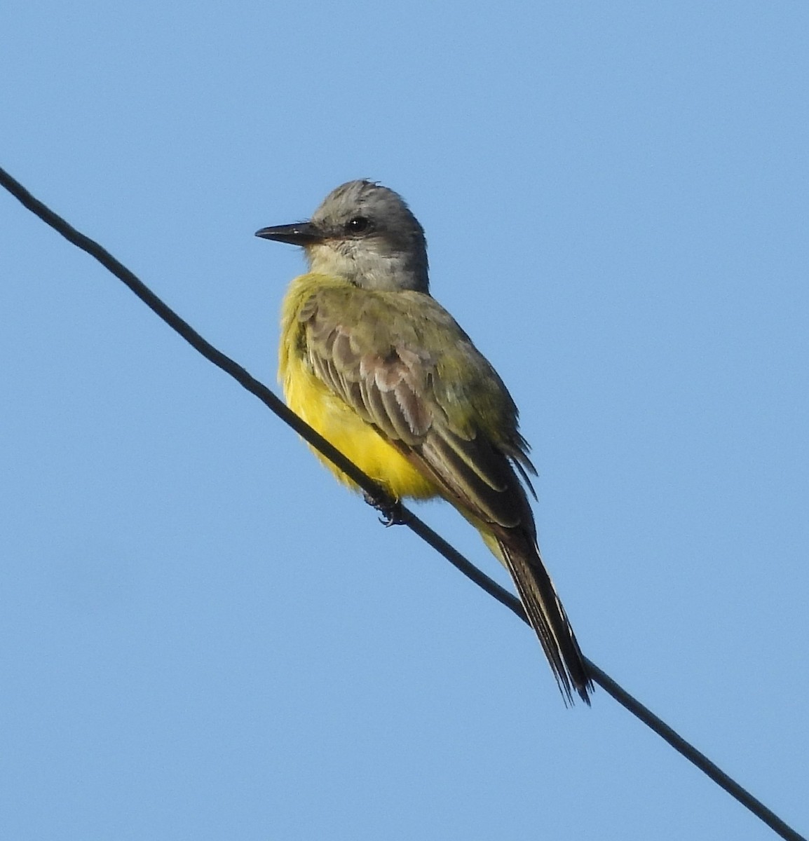 Tropical Kingbird - ML642611128