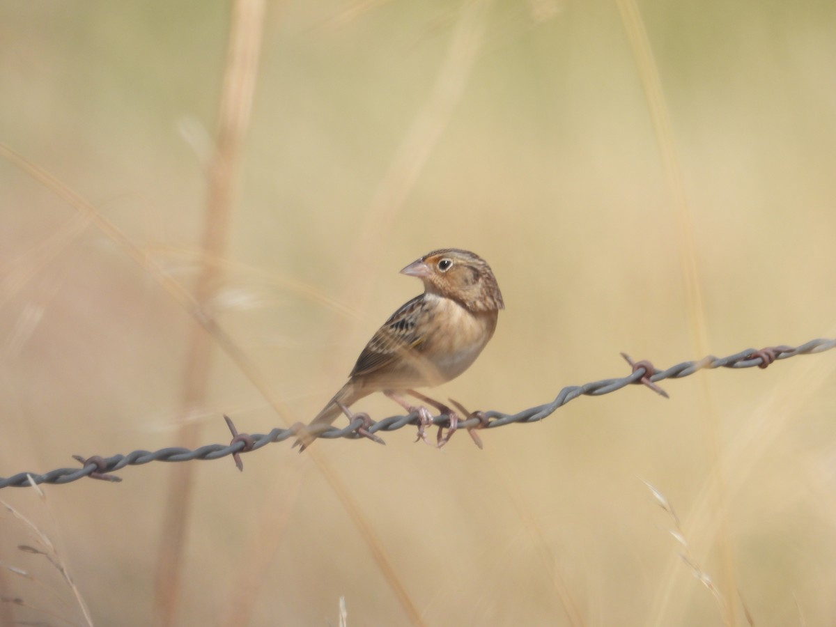 Grasshopper Sparrow - ML642611139