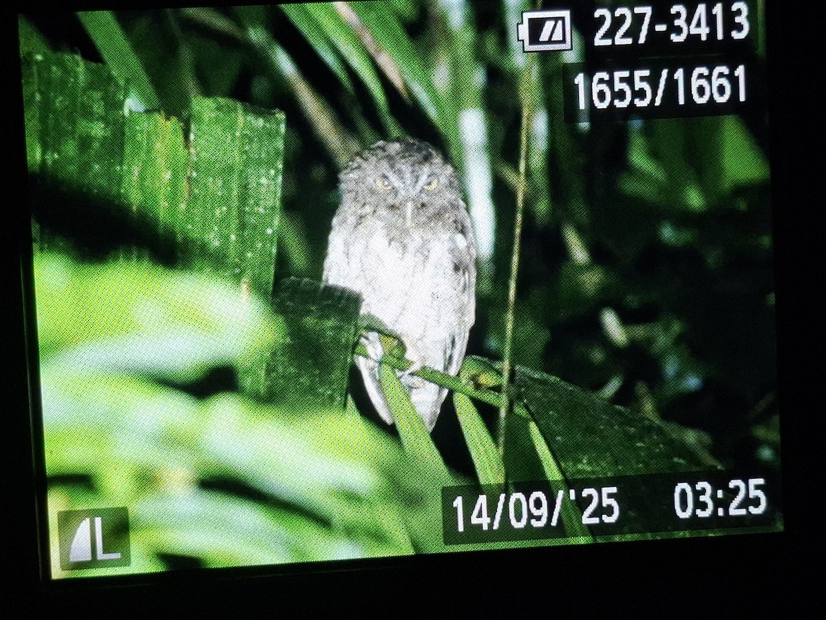 Middle American Screech-Owl - ML642611140