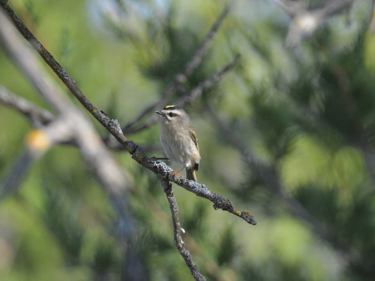 Golden-crowned Kinglet - ML642611143