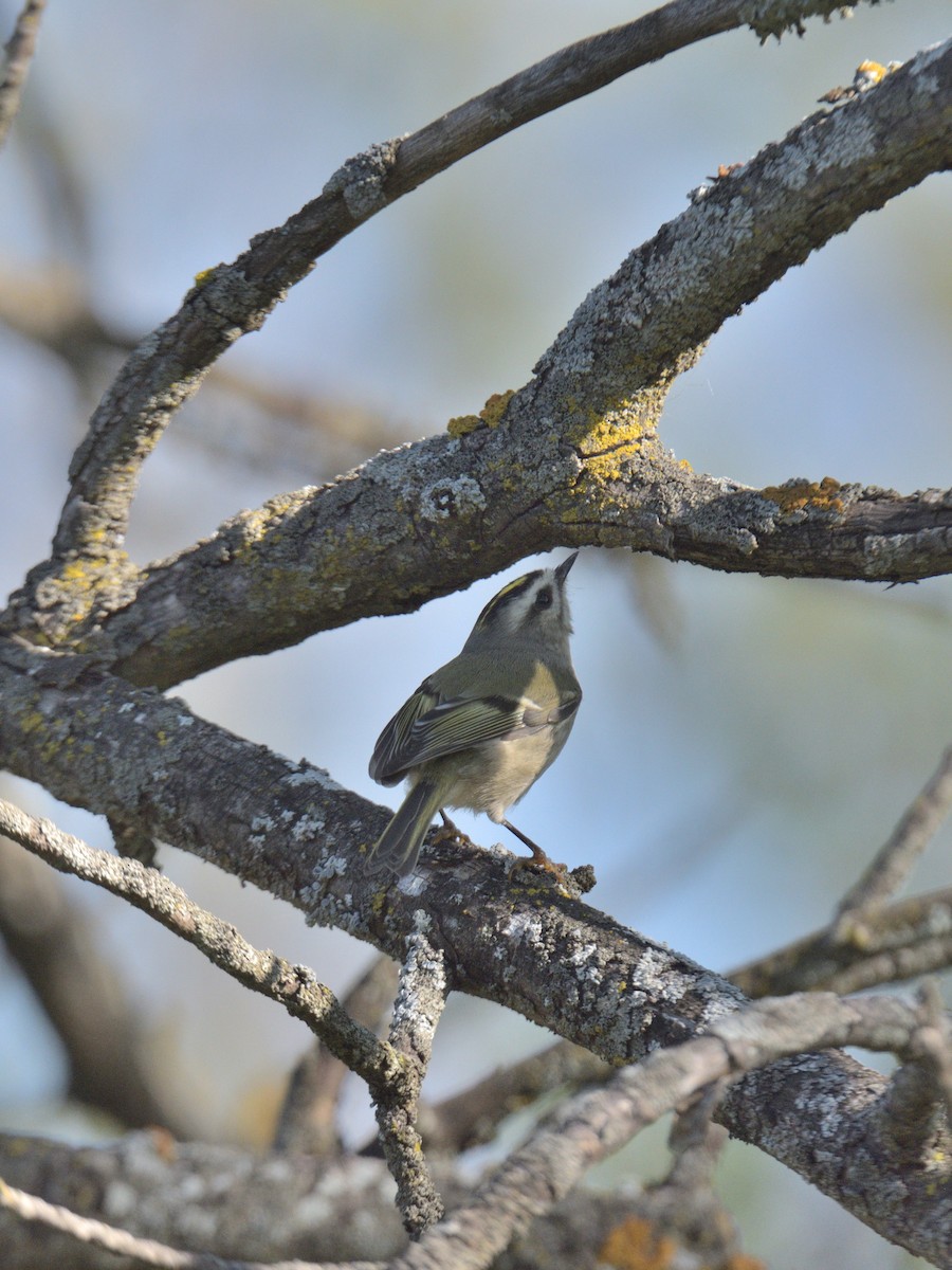 Golden-crowned Kinglet - ML642611144