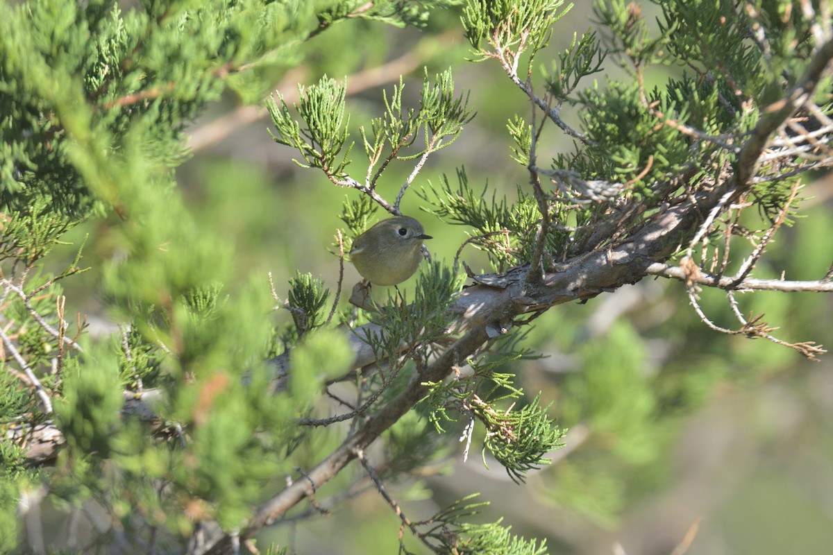 Ruby-crowned Kinglet - ML642611156