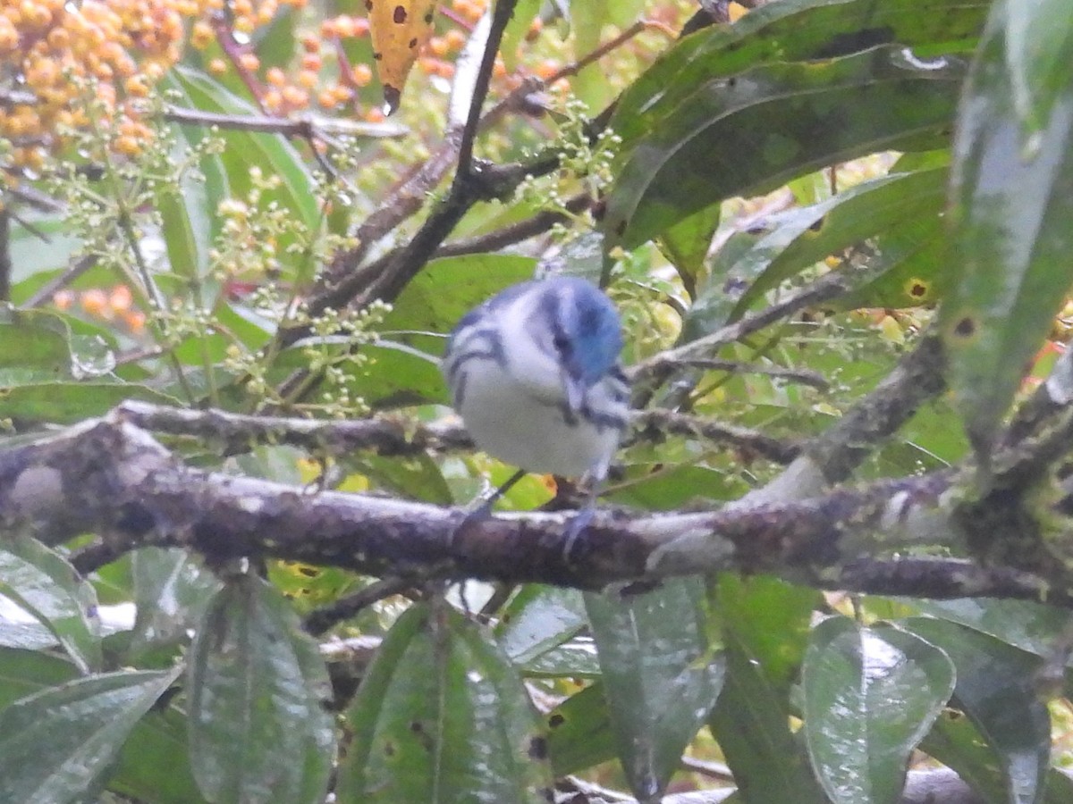 Cerulean Warbler - ML642611158