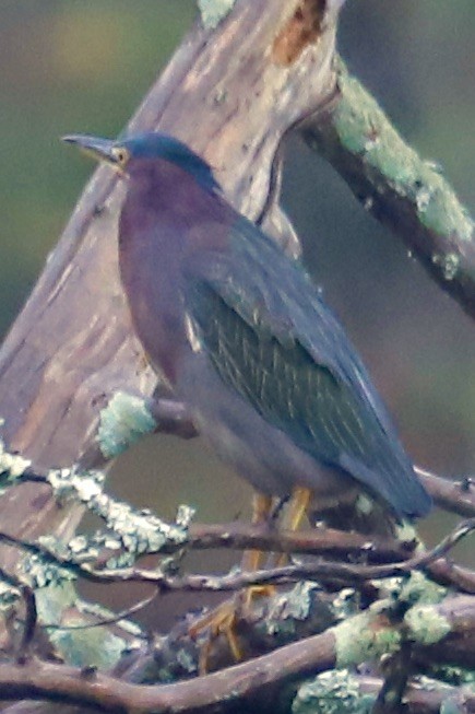 Green Heron - ML642611161