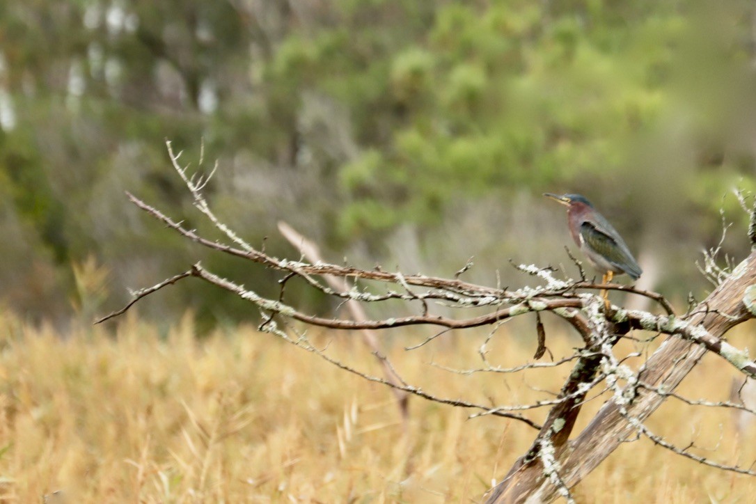 Green Heron - ML642611162