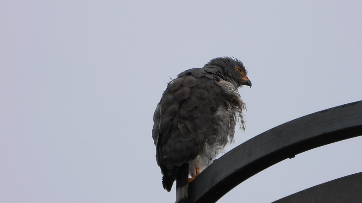 Roadside Hawk - ML642611165