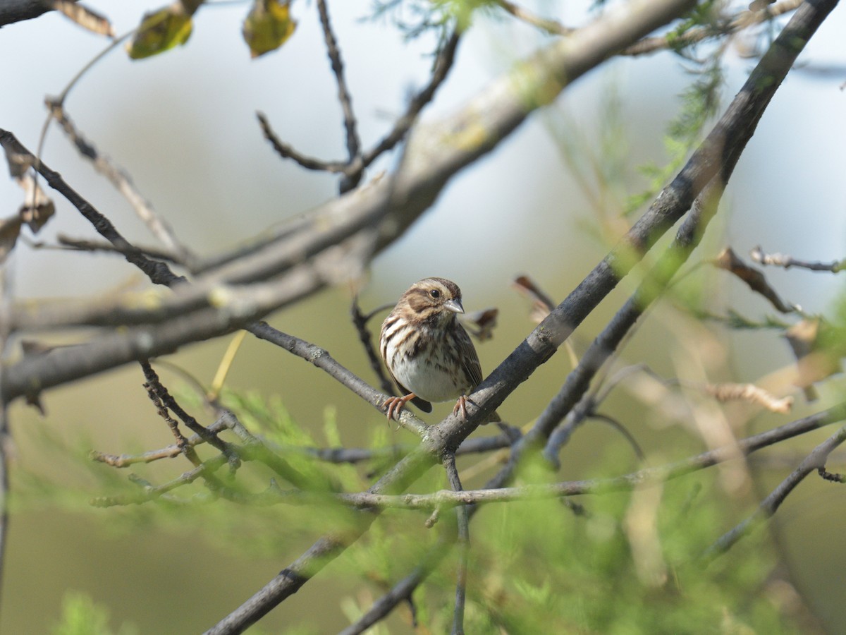 Song Sparrow - ML642611172