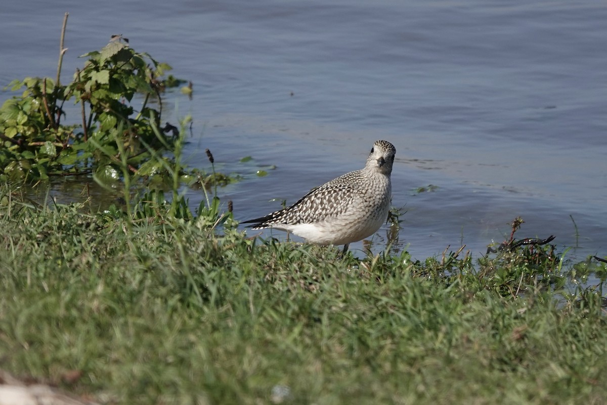 Black-bellied Plover - ML642611173