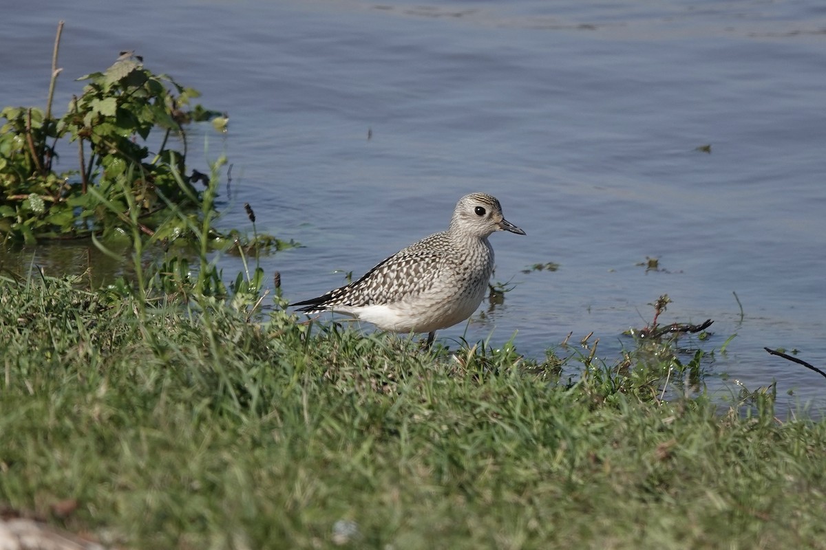 Black-bellied Plover - ML642611174