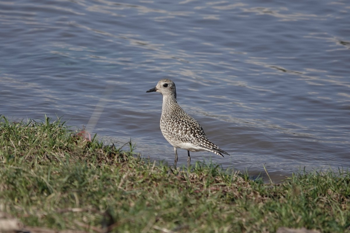 Black-bellied Plover - ML642611175