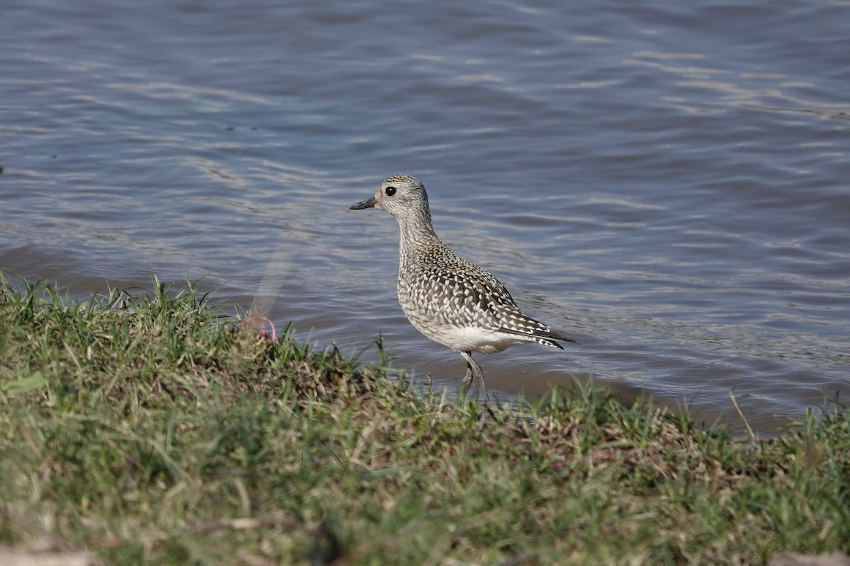 Black-bellied Plover - ML642611176