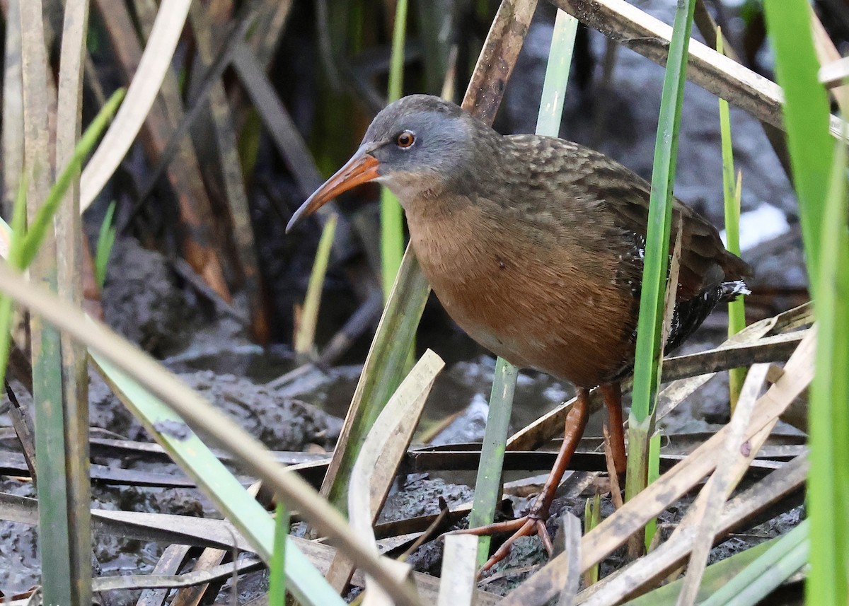 Virginia Rail - ML642611187