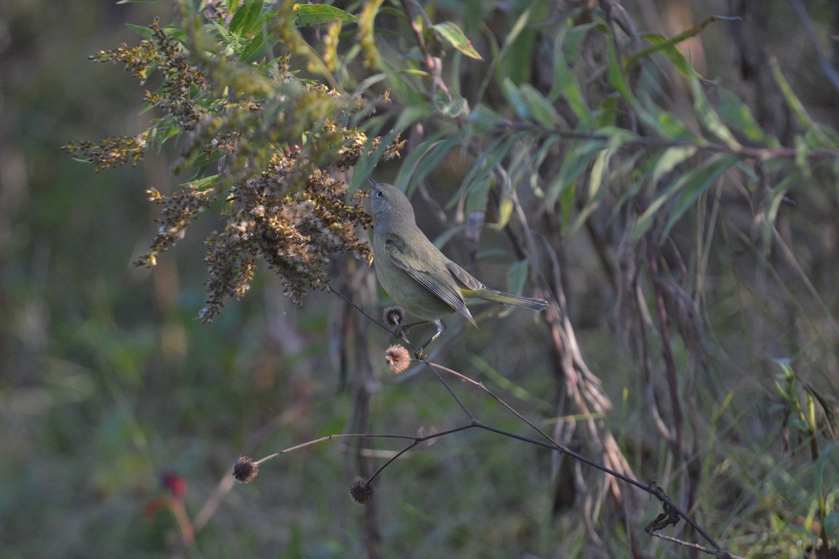 Orange-crowned Warbler - ML642611192