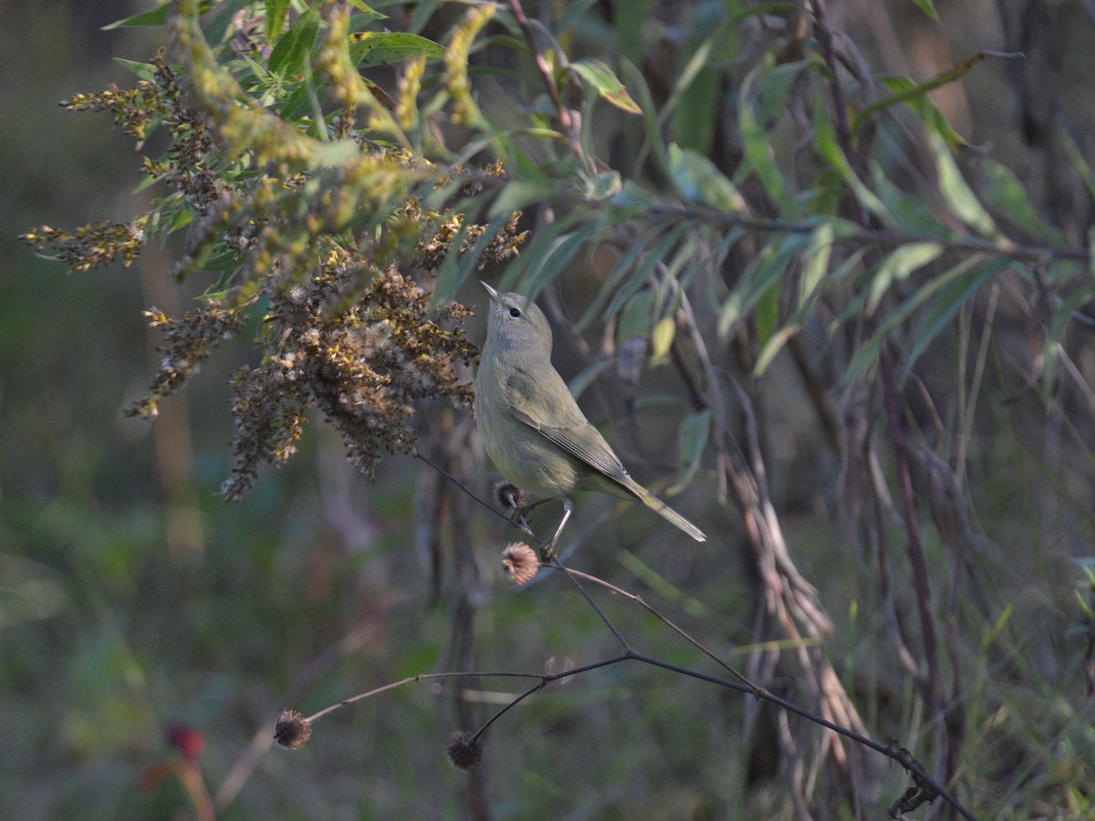 Orange-crowned Warbler - ML642611193