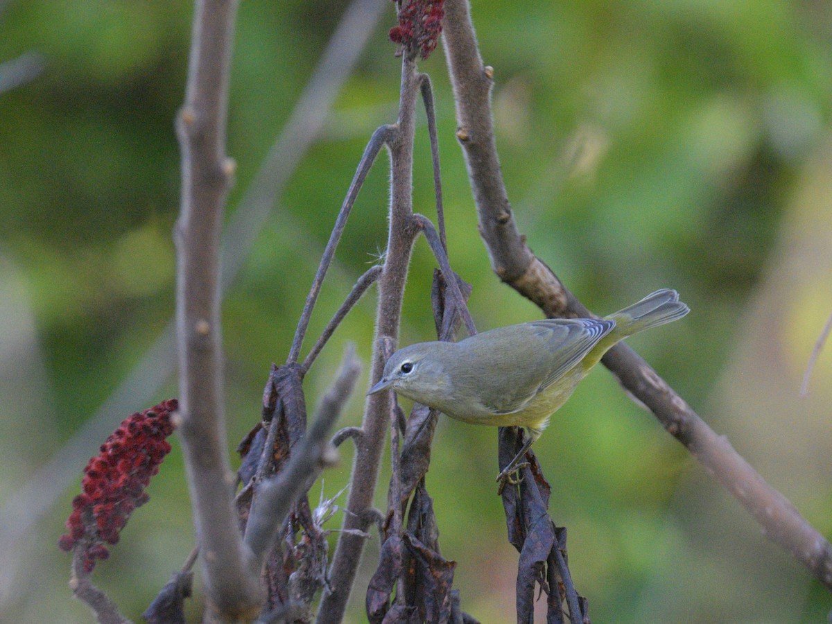 Orange-crowned Warbler - ML642611194