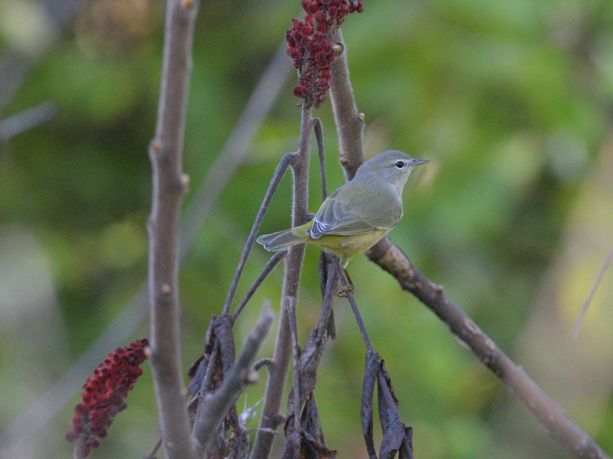 Orange-crowned Warbler - ML642611195