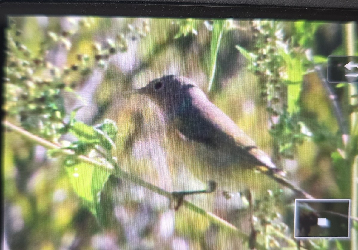 Nashville Warbler - ML642611200