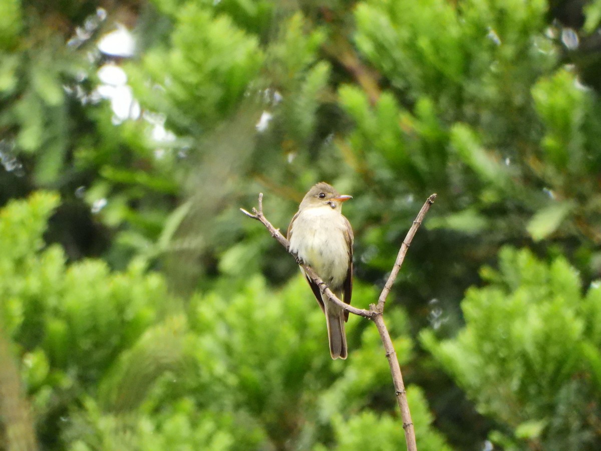 Eastern Wood-Pewee - ML642611201
