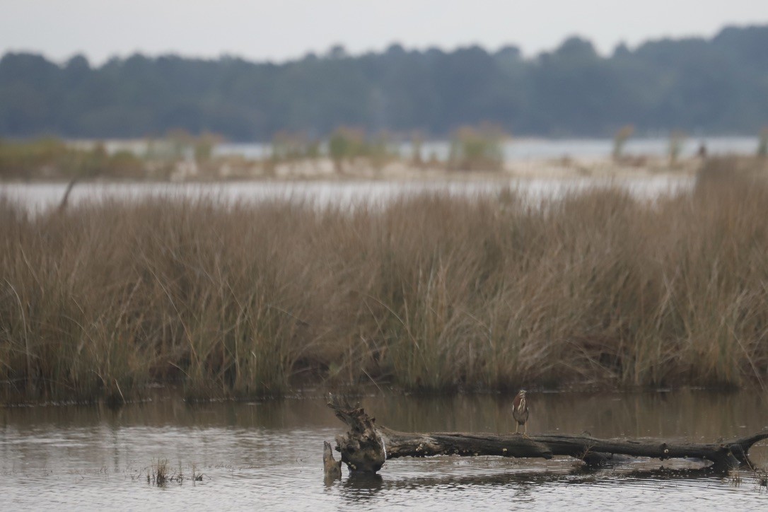Green Heron - ML642611230