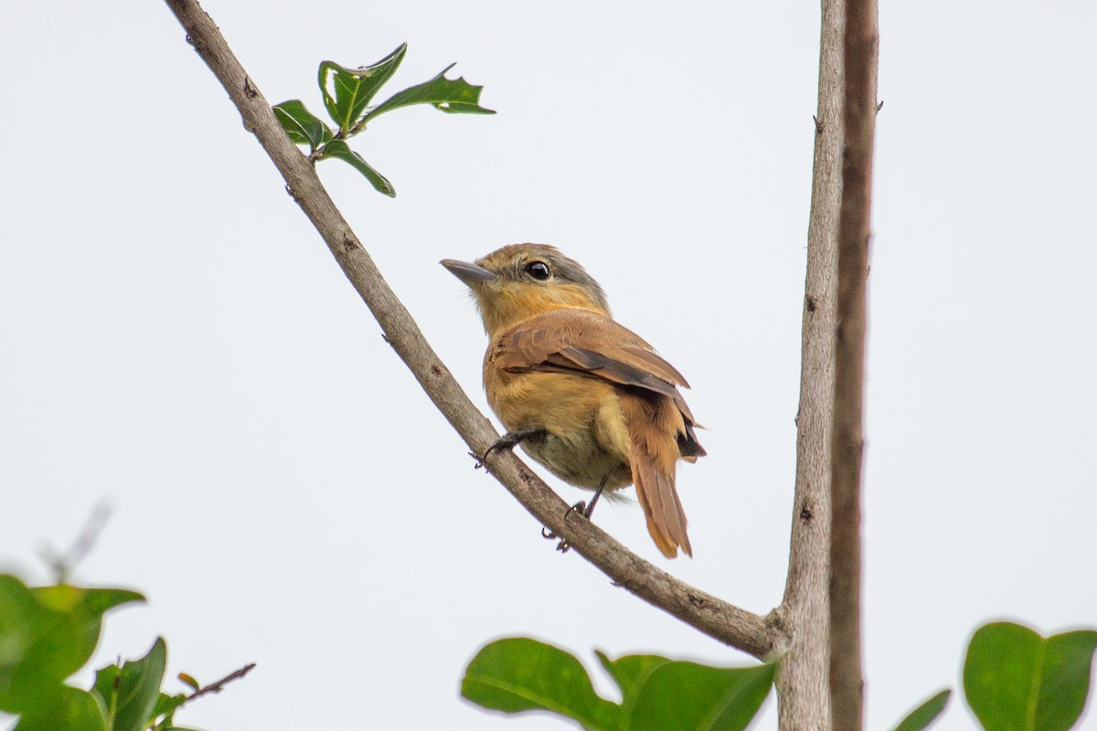 Chestnut-crowned Becard - ML642611234