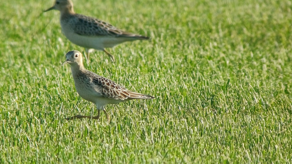 Buff-breasted Sandpiper - ML642611254