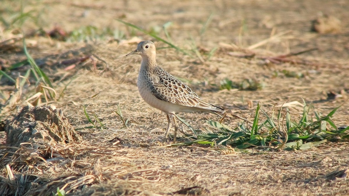 Buff-breasted Sandpiper - ML642611255