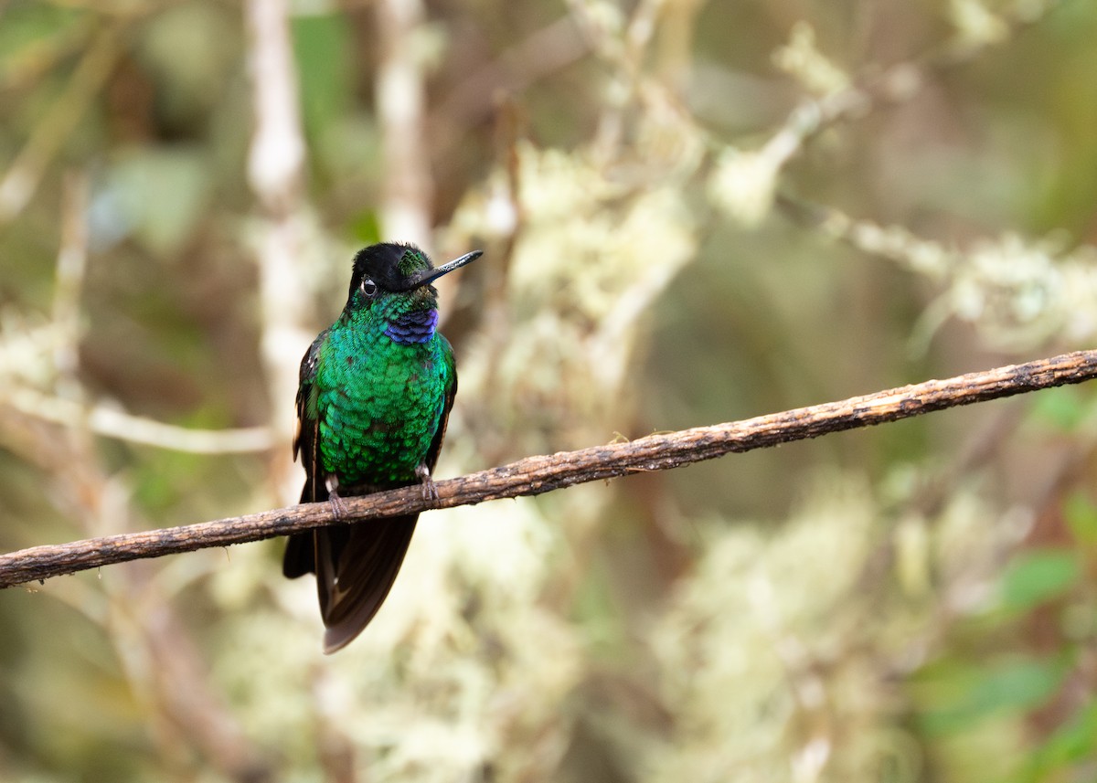 Buff-winged Starfrontlet - ML642611264