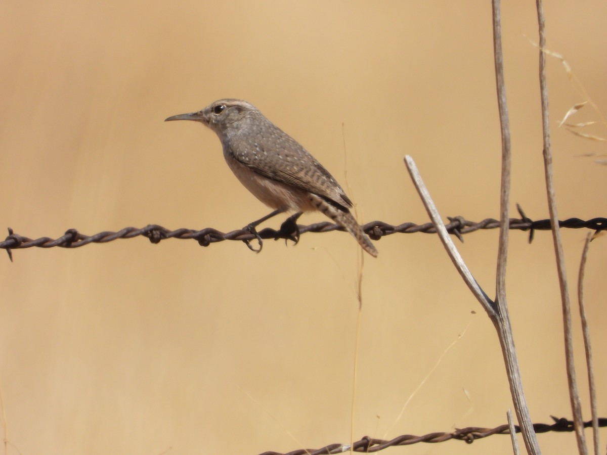 Rock Wren - ML642611294