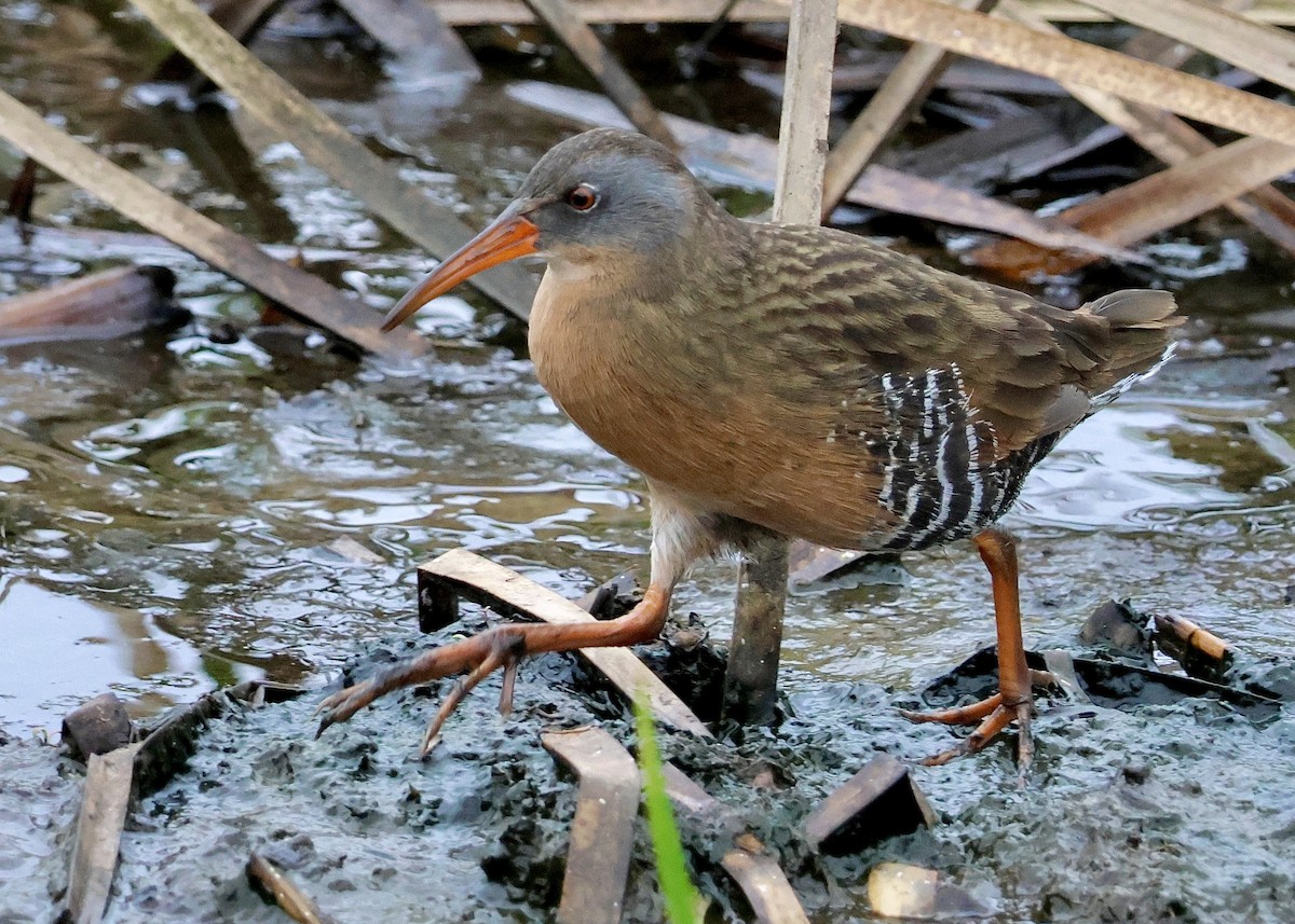 Virginia Rail - ML642611303
