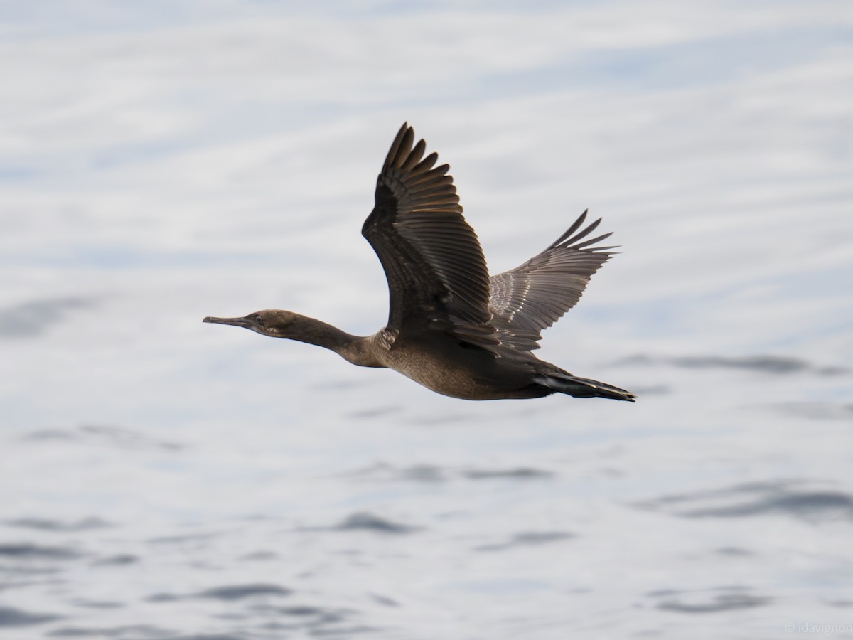 Cormoran de Brandt - ML642611311
