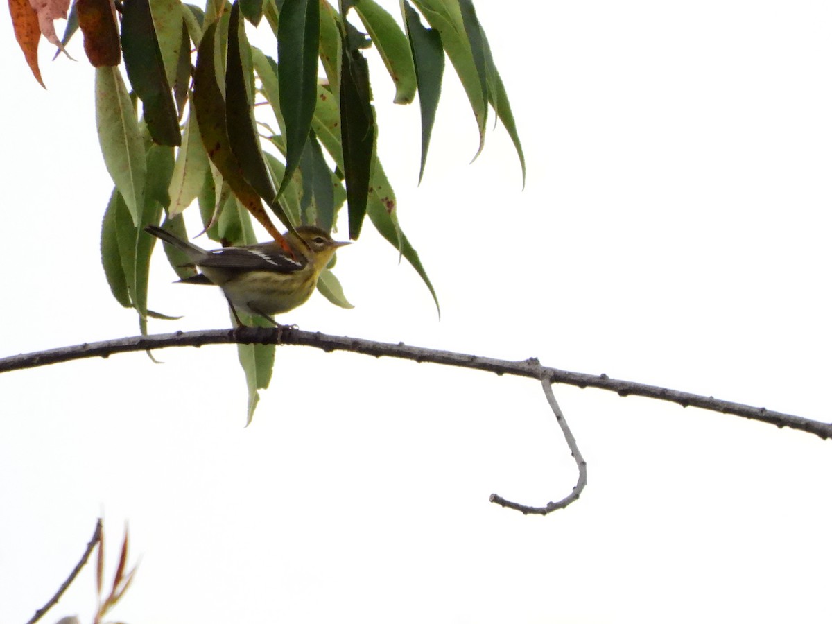 Blackburnian Warbler - ML642611327