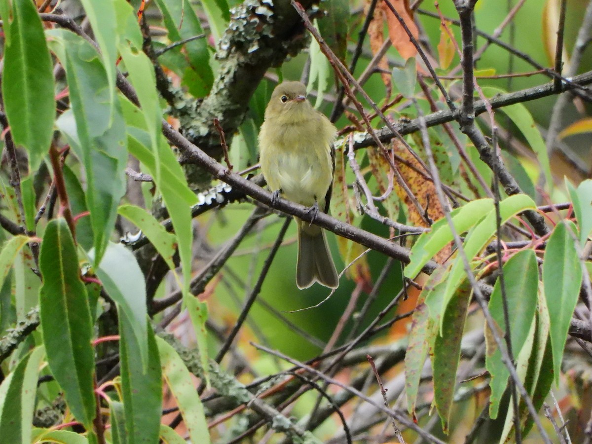 Mountain Elaenia - ML642611356