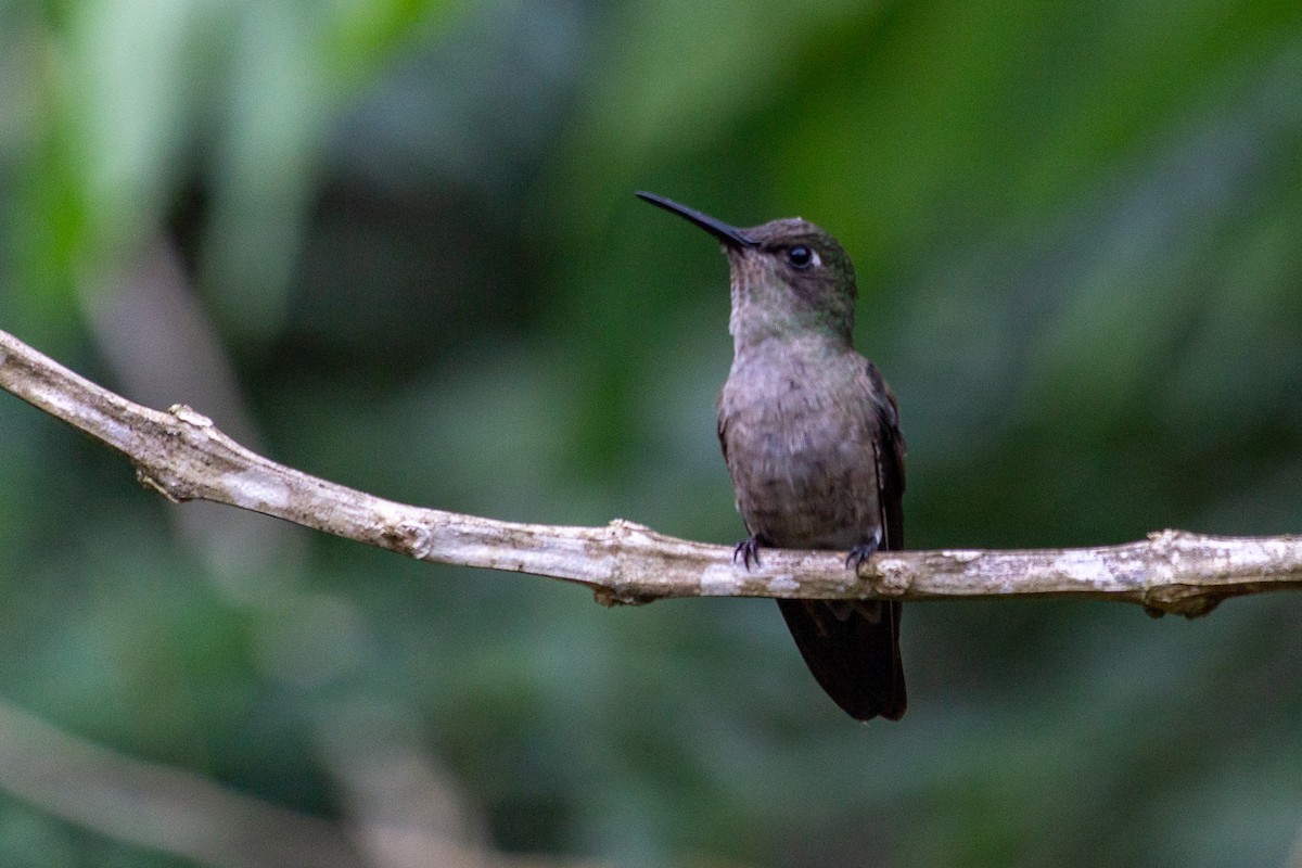 Sombre Hummingbird - ML642611365